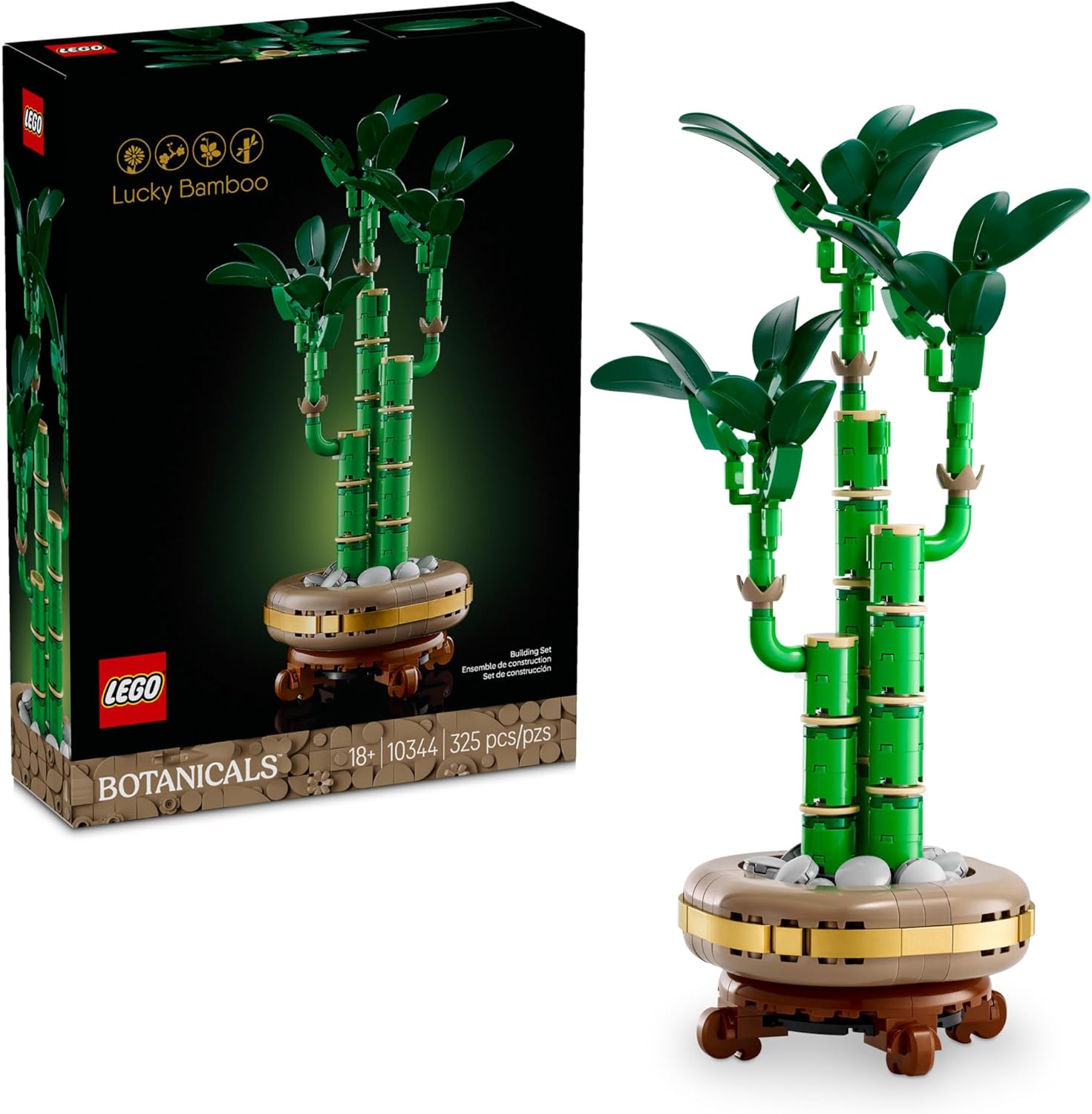 Lucky Bamboo