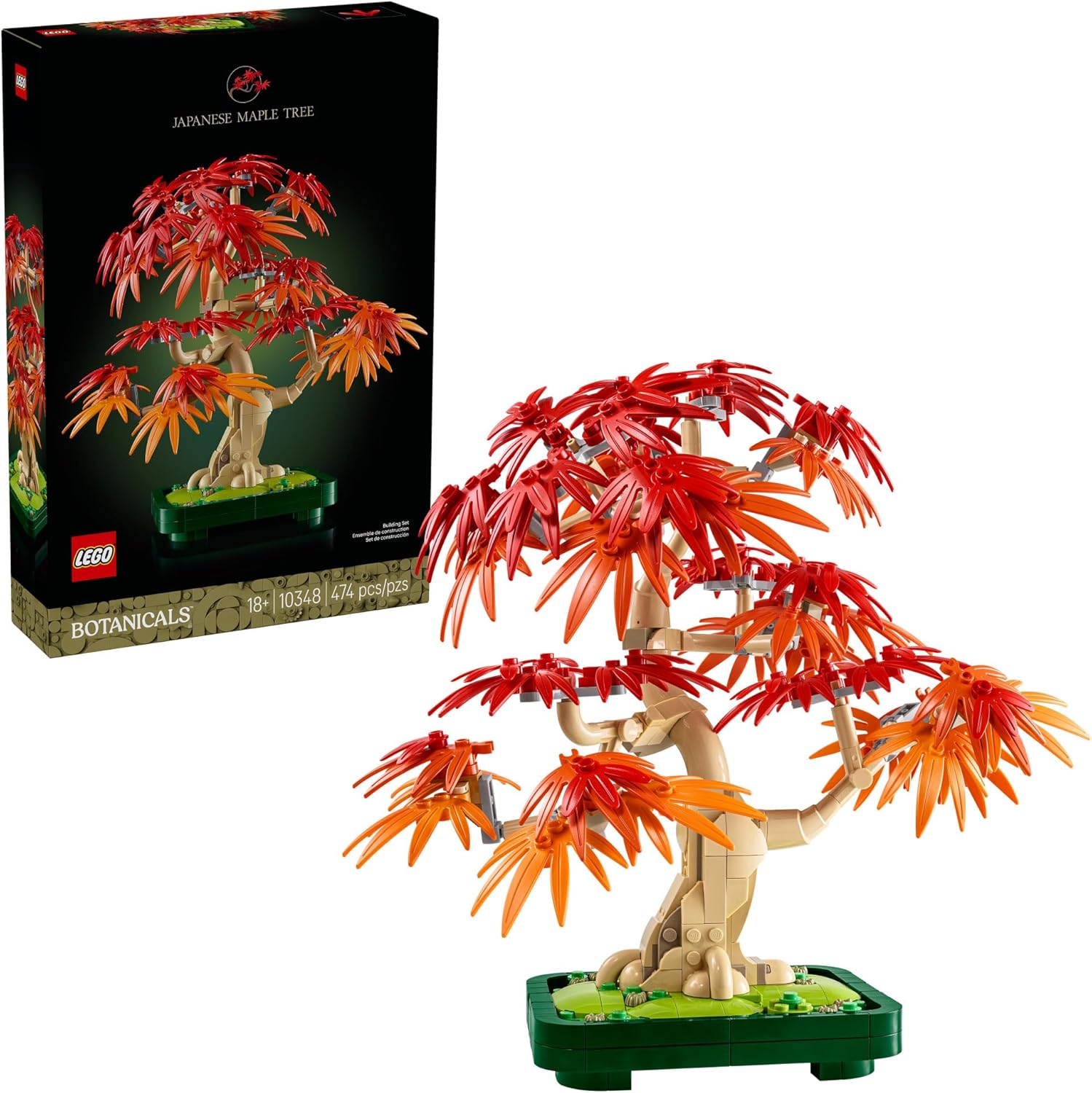 Japanese Red Maple Bonsai Tree